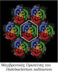 Μεμβρανικές πρωτεΐνες του Halobacterium salinarum