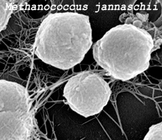 Methanococcus janaschii Methanococcus janaschii