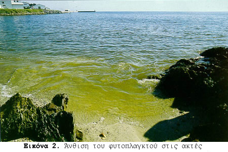 Άνθιση - bloom φυτοπλαγκτού στις ακτές