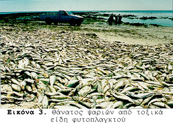 Θάνατος ψαριών από τοξικά είδη φυτοπλαγκτού Θάνατος ψαριών από τοξικά είδη φυτοπλαγκτού
