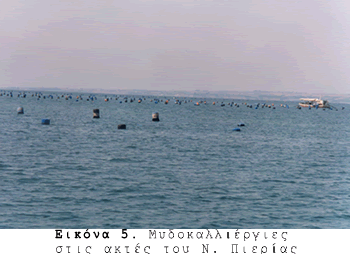 Μυδοκαλλιέργειες στο νομό Πιερίας Μυδοκαλλιέργειες στο νομό Πιερίας