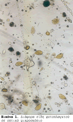 Είδη φυτοπλαγκτού σε οπτικό μικροσκόπιο