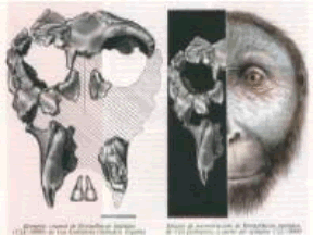 Κρανίο αρχαιοανθρώπων