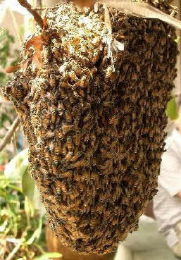Μελίσσι με μέλισσες