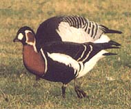 Στα όρη στα βουνά...