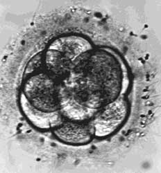 Ανάπτυξη εμβρύου