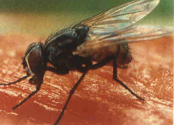 Εντομοπαγίδα - Musca domestica Linnaeus