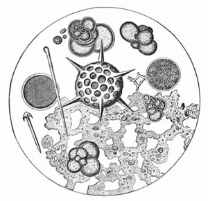 Μικροσκοπία φυτοπλαγκτού