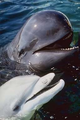 Ζευγάρι από δελφίνια