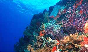 Κοραλλιογενής ύφαλος