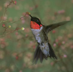 Κολιμπρί που πετά