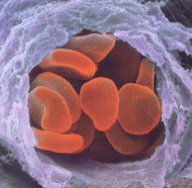 Ερυθρά αιμοσφαίρια σε αιμοφόρο αγγείο