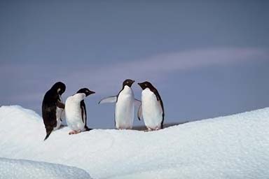 Ομάδα πιγκουίνων