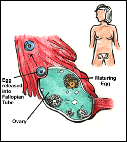 Διαγραμματική απεικόνιση ωοθηκών