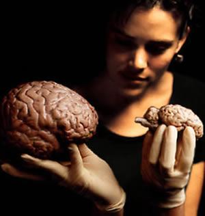 Γυναίκα παρατηρεί εγκέφαλο