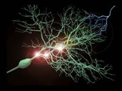 Εγκεφαλικά κύτταρα