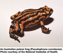 Ο τοξικός βάτραχος της Αυστραλίας