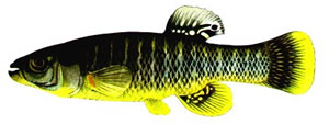 Το Fundulus heteroclitus