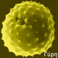 Κόκκος γύρης - Αλλεργία