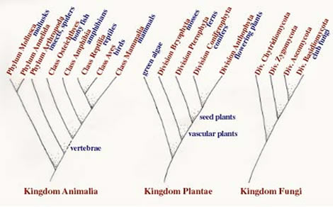 Φυλογενετικά - εξελικτικά δέντρα