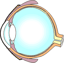 Διαγραμματική απεικόνιση ματιού