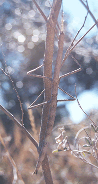 Το έντομο Τimena cristinae