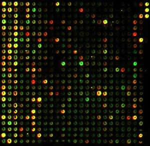 Μικροσυστοιχίες DNA - DNA chips