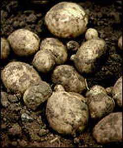 Διαγονιδιακές πατάτες Διαγονιδιακές πατάτες