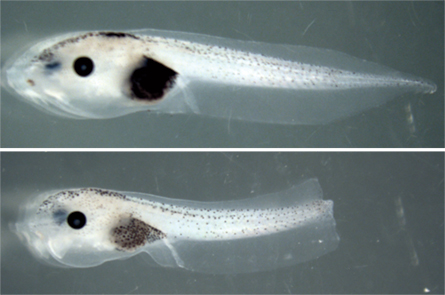 Αναγέννηση ουράς σε γυρίνους