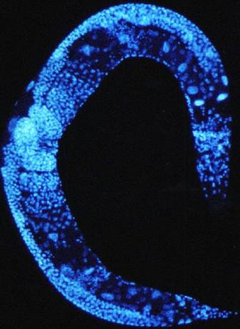Νηματώδης C. elegans