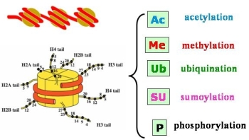 Μετα-μεταφραστικές τροποποιήσεις των ιστονών